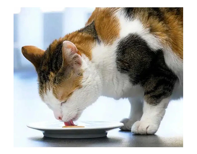 Catit Creamy Hielera Molde Silicona  Gatos Color Rosado Rosado