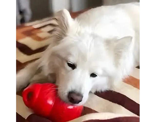 Juguete Kong Bounzer Perro Goma Talla L Resistente Rebote Rojo