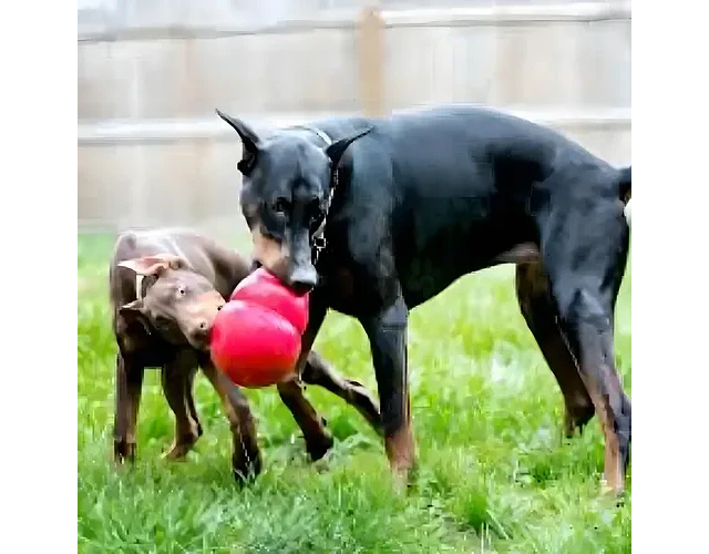 Juguete Kong Bounzer Perro Goma Talla L Resistente Rebote Rojo