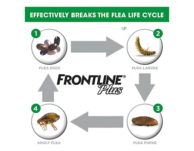 Frontline Plus Pipeta Antipulgas Perros 2 A 10 Kg Garrapatas Piojos