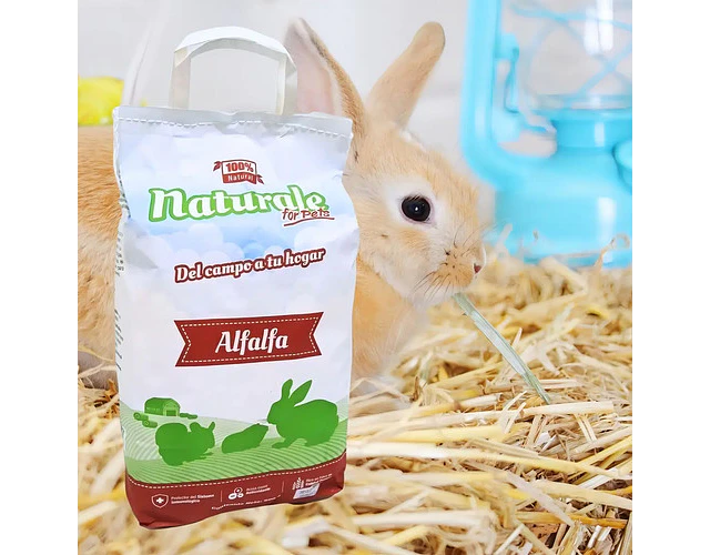 Heno Alfalfa 600g Naturale Conejos Chinchillas Cobayas Hámster