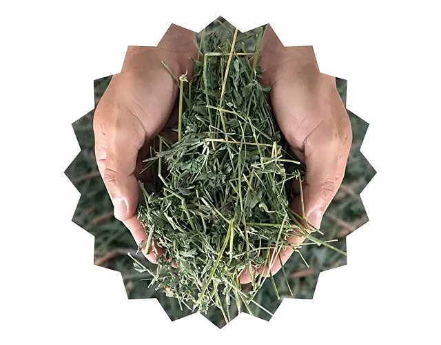 Heno Alfalfa 600g Naturale Conejos Chinchillas Cobayas Hámster