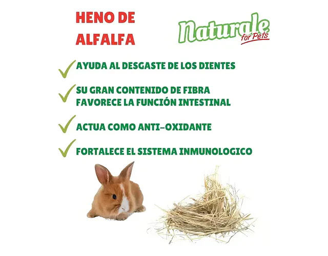 Heno Alfalfa 600g Naturale Conejos Chinchillas Cobayas Hámster