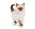 Royal Canin Kitten 1,5 Kg 