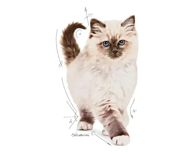 Royal Canin Kitten 1,5 Kg 