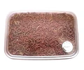 Alimento Completo Atelerix Para Erizo 1kg
