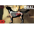 Hyaloral Razas Pharmadiet Suplemento Articular Perros Medianos 270 Tabs