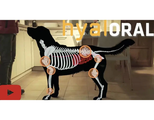 Hyaloral Razas Pharmadiet Suplemento Articular Perros Medianos 270 Tabs