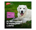 Suplemento Para Perro Gato Holliday Iq180 Neuroprotector X21