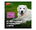 Suplemento Para Perro Gato Holliday Iq180 Neuroprotector X21