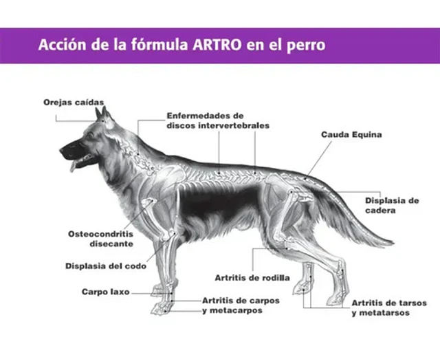 Equilibrium Artro Suplemento Perro 60 Tabletas Mh