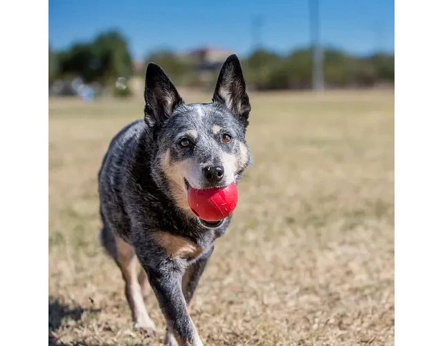 Pelota Kong Classic Ball Caucho Natural Perros 13-30kg 7.5cm Roja Rojo