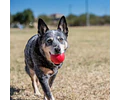 Pelota Kong Classic Ball Caucho Natural Perros 13-30kg 7.5cm Roja Rojo