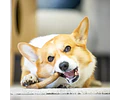 Juguete Masticable GiGwi Para Perros Pequeños Con Olor A Pino