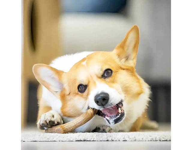 Juguete Masticable GiGwi Para Perros Pequeños Con Olor A Pino