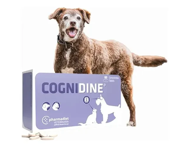 Cognidine 60 Comprimidos