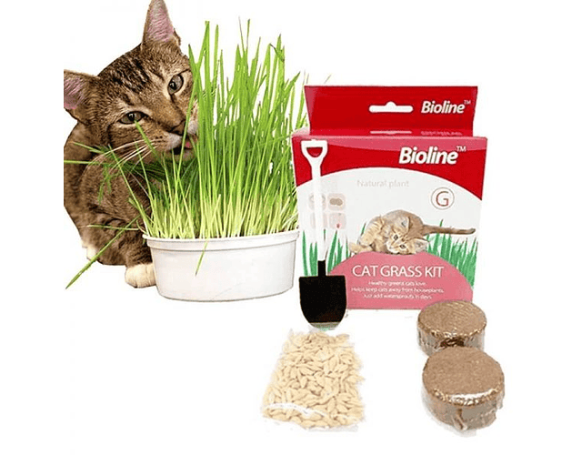 Cat grass kit