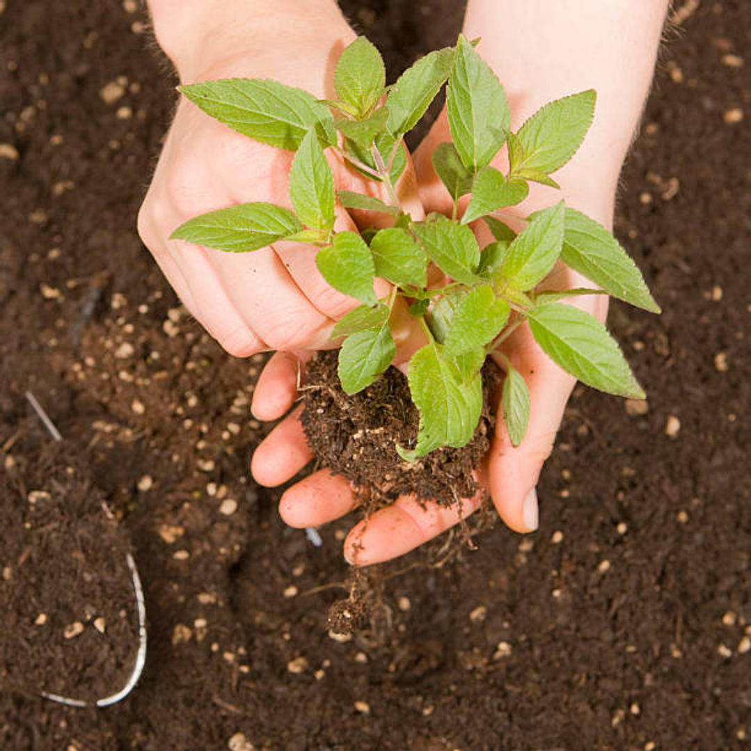 Taller de propagación de plantas: Aprende a multiplicar tus plantas 1
