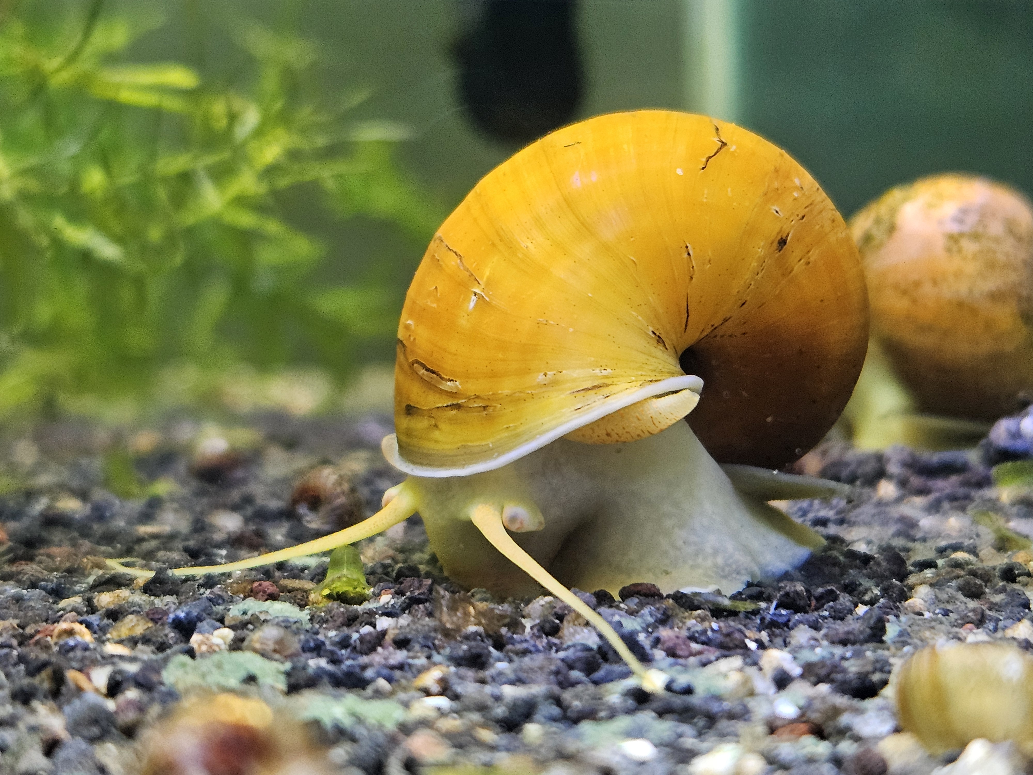 Invertebrados y Crustáceos