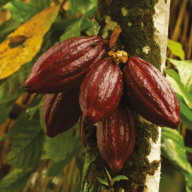Amazonic Cacao 200 g polvo Orgánico