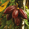 Amazonic Cacao 200 g polvo Orgánico - 40% dcto