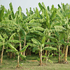 VeggiMilk Banana 600 g