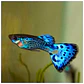 Guppy Blue Snakeskin  - thumbnail 1
