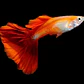 Guppy Golden Blond Red  - Thumbnail 2