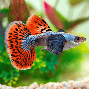 Guppy Dumbo Red Mosaico