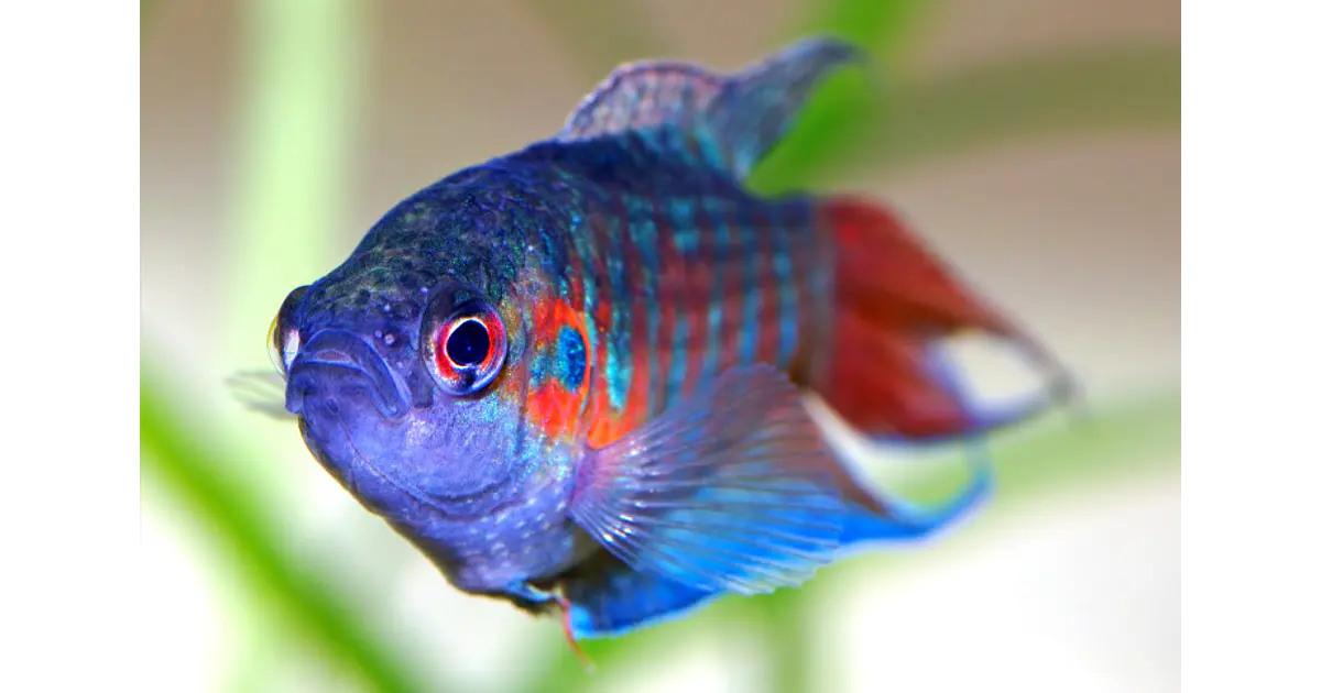 Peixe Paraíso Roxo (MACROPODUS OPERCULARIS) M