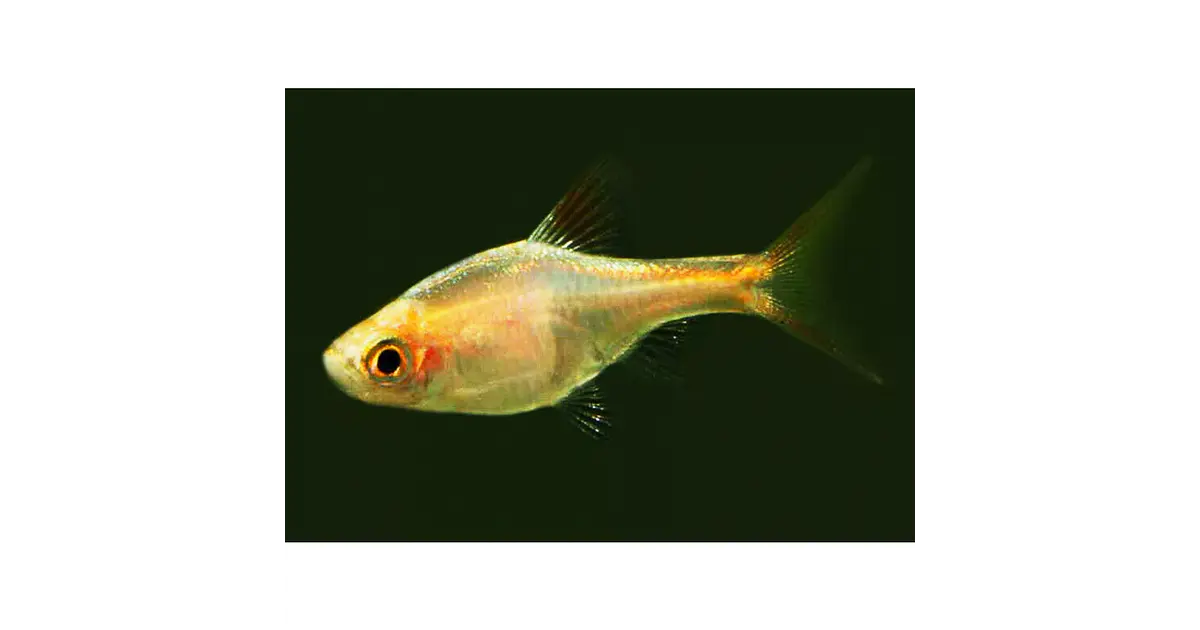 Rasbora Heteromorpha Gold