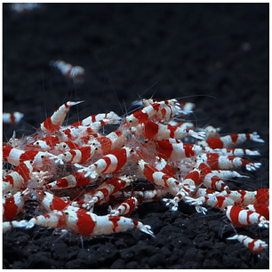 Camarão Crystal Red Shrimp 