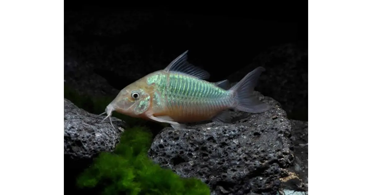 Corydora Esmeralda