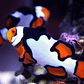 Amphiprion Percula Picasso - Thumbnail 1