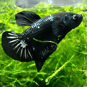 Betta  Macho Plakat Black Samurai