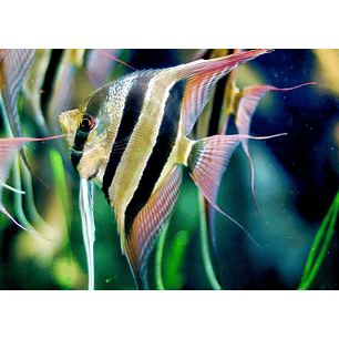 Altum 6/7 cm (real form)