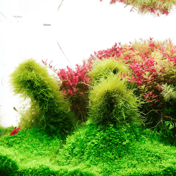 Chihiros - Luz LED Série B 20cm-120cm 4