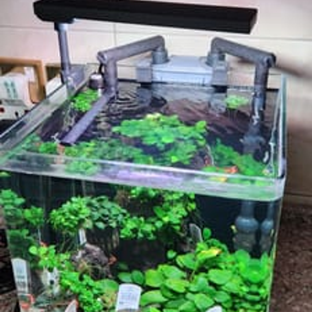 Chihiros - CII RGB 6