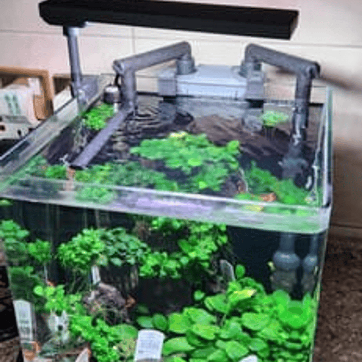 Chihiros - CII RGB 6