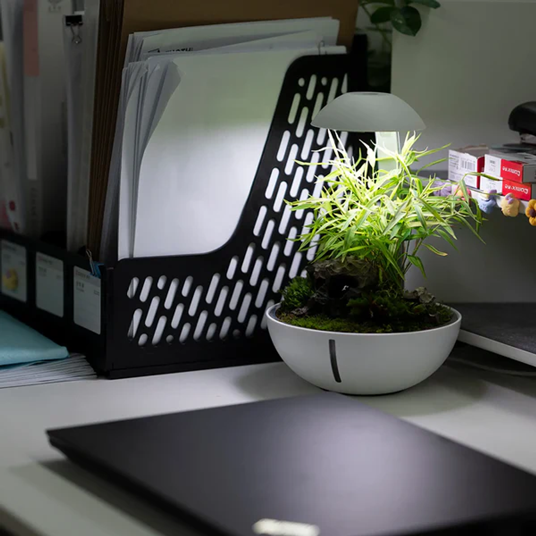 Chihiros - Tiny Terrarium Egg 4