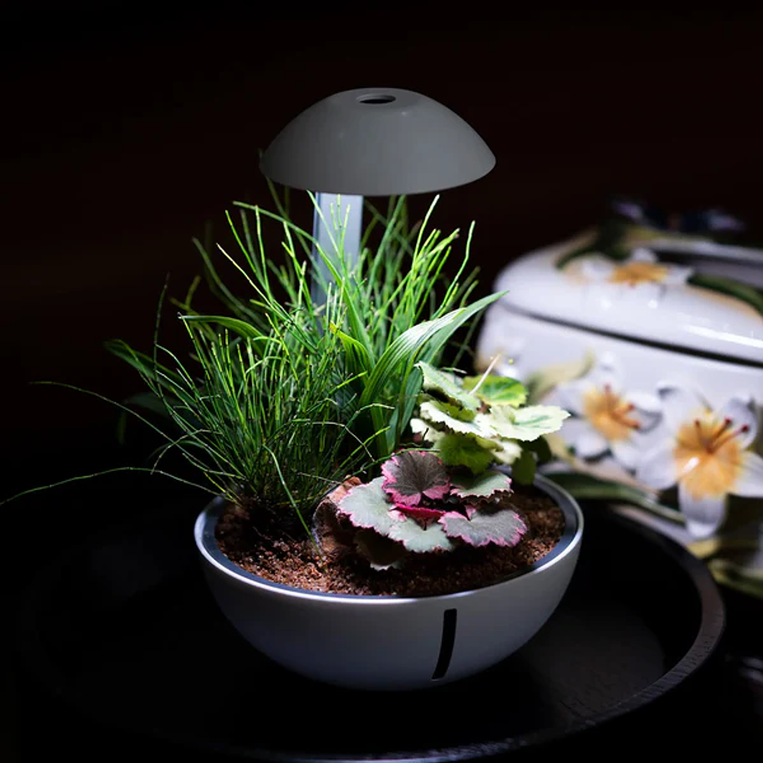 Chihiros - Tiny Terrarium Egg 5