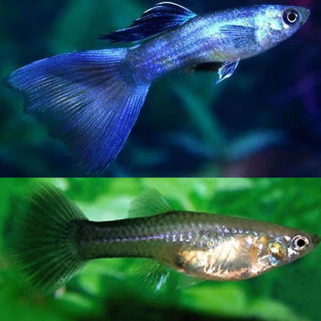 Guppy Blue Moscow (Casal) 2