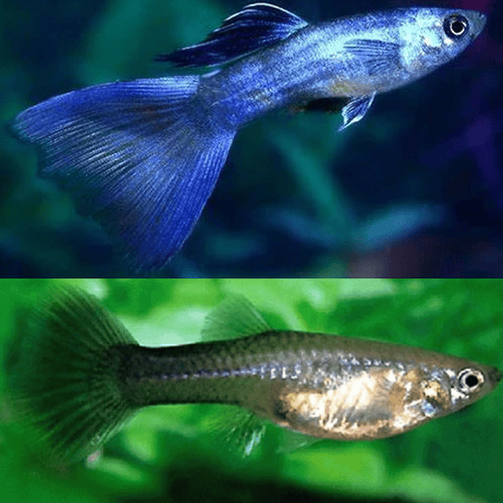 Guppy Blue Moscow (Casal) 2