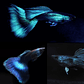 Guppy Blue Moscow (Casal) - Thumbnail 1