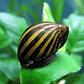 Caracol - Neritina Zebra  - Thumbnail 2