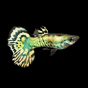 Guppy Neon Tigre 
