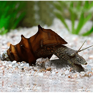 Caracol-Coelho Espinhoso