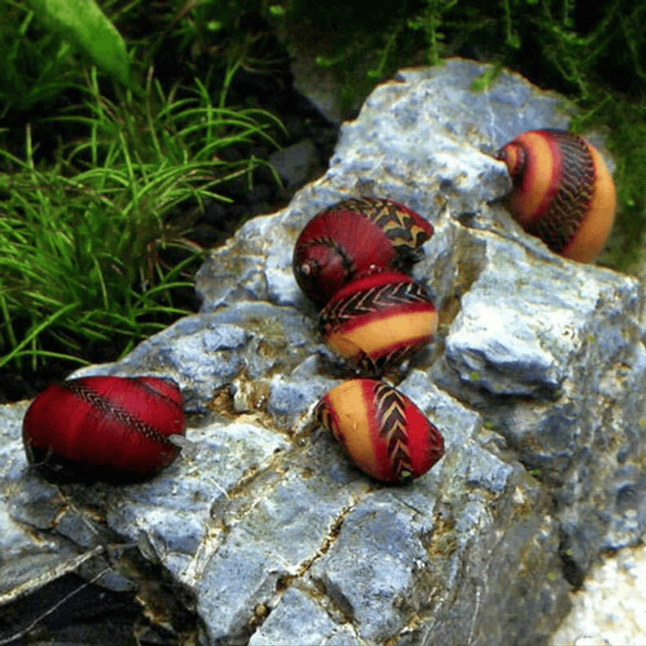 Caracol Picasso - VITTINA WAIGIENSIS 2