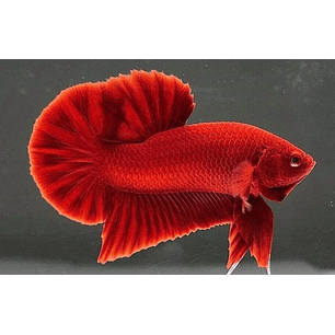 Betta Macho Plakat - Vermelho