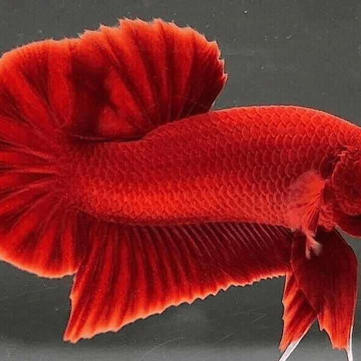 Betta Macho Plakat - Vermelho 1